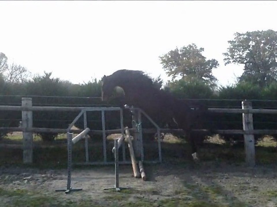 elevage sunheup