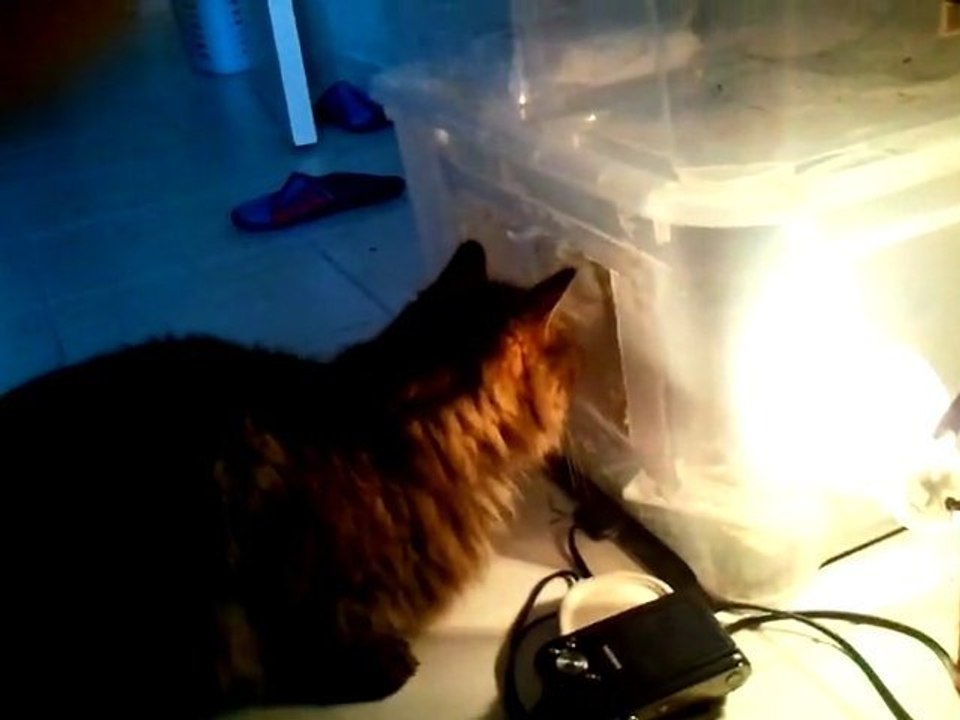Vidéo0064