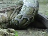 Un python mange un petit alligator