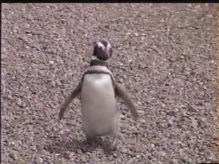 Patagônia em 1996 - Pinguinera de Punta Tombo