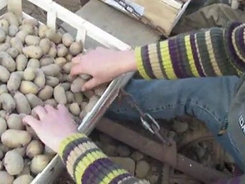 Plantation Pommes de terre avec ancienne planteuse