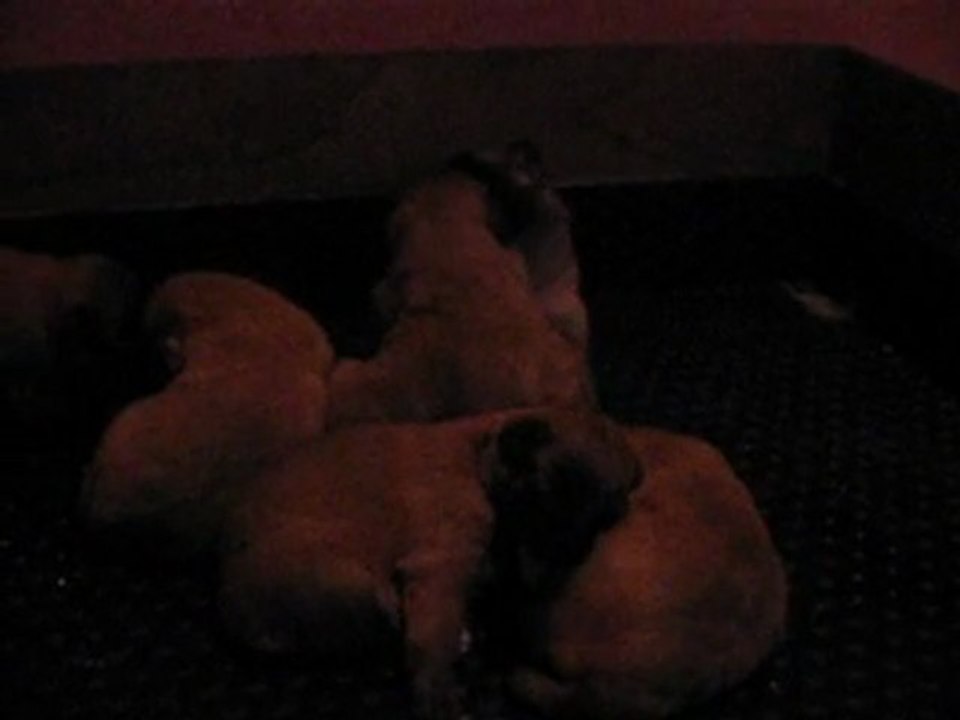 chiot calypso et athos  le 28/02/12