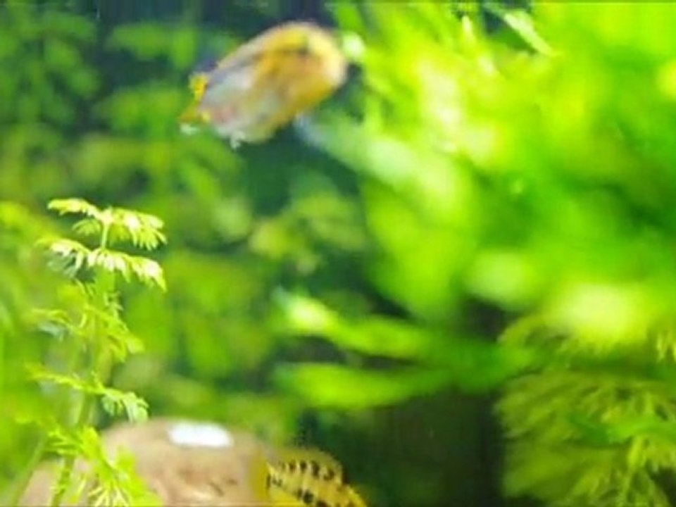 nage  libre 4semaines