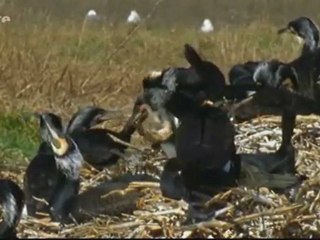 De l'Allemagne a l'Estonie (La mer Baltique)