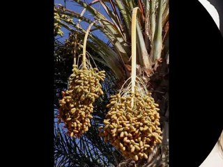 Les stars converti à l'islam