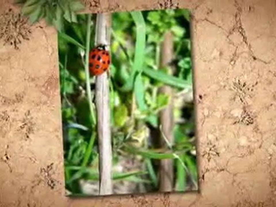 Excellent Methods To Make Herb Garden Healthy And Beautiful