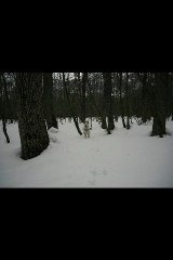 Yankee 7 mois hiver 2012