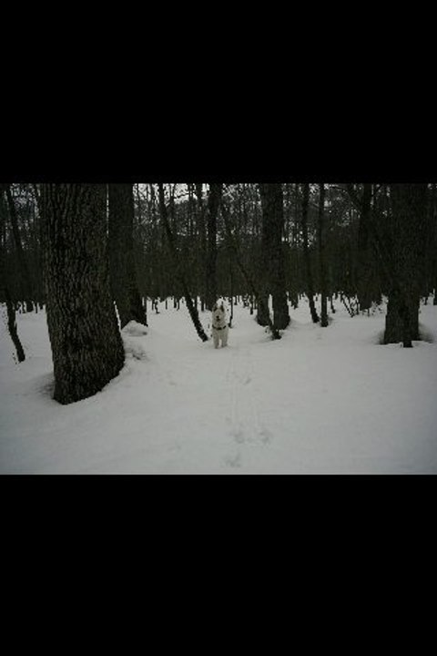 Yankee 7 mois hiver 2012