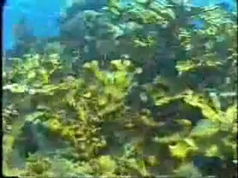 The Venus Project Media 2