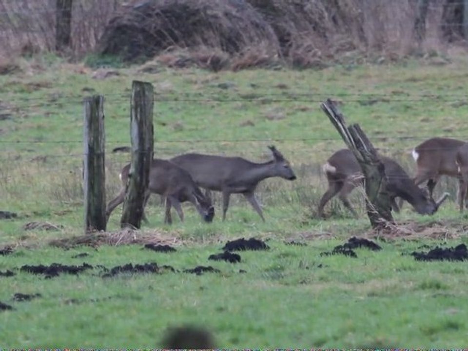 Rehe und Silber-Reiher