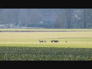 Les chevreuils aussi profitent de cette belle journée