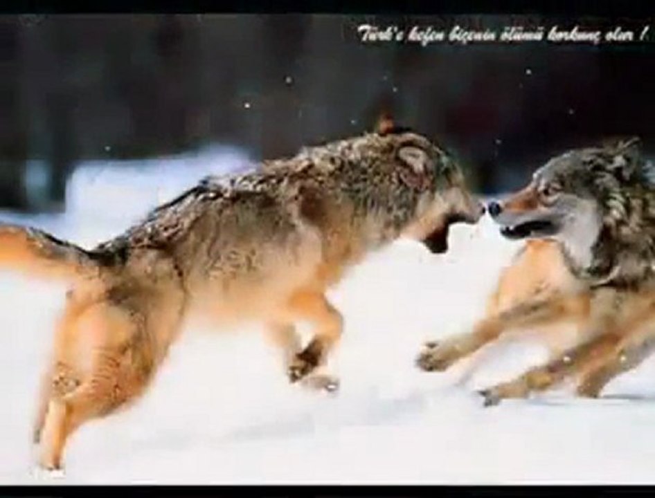 Bozkurt Marşı - İntikamın Alınacak Bozkurtlar Yemin Etti - 1seslidunya.com