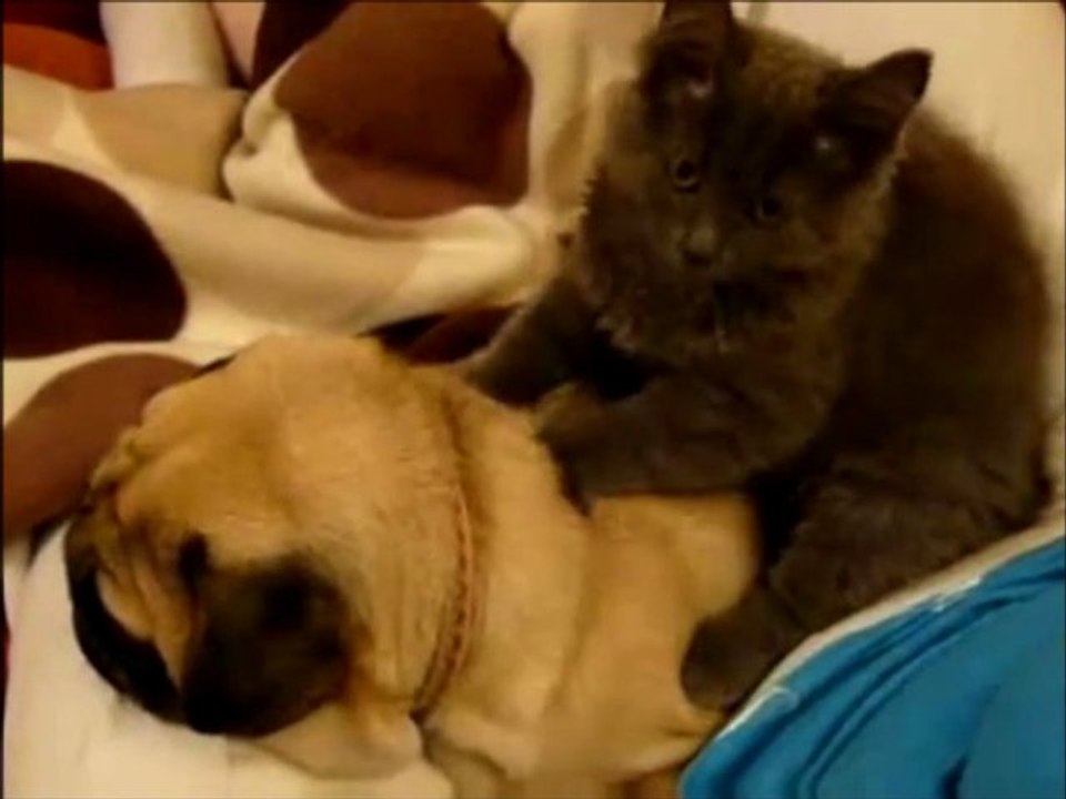 KEDİ + 02