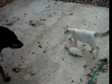 Cat Protects Kitten From Doberman