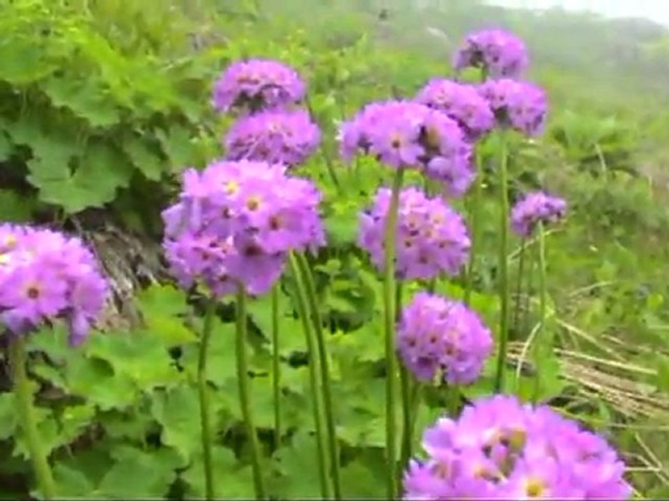 kavrun yaylasında göremedilleriniz aşagi kavrun