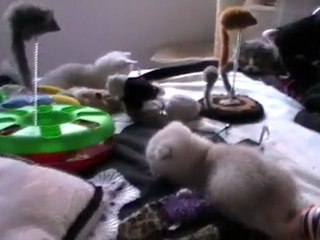 Hécate, Hermine et héra les bébé de Duchesse 2012