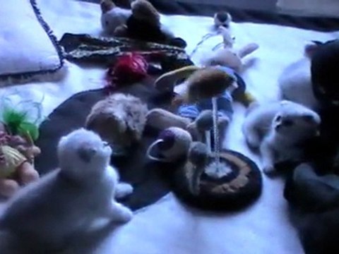 les bébés de Duchesse le 19 fevrier 2012