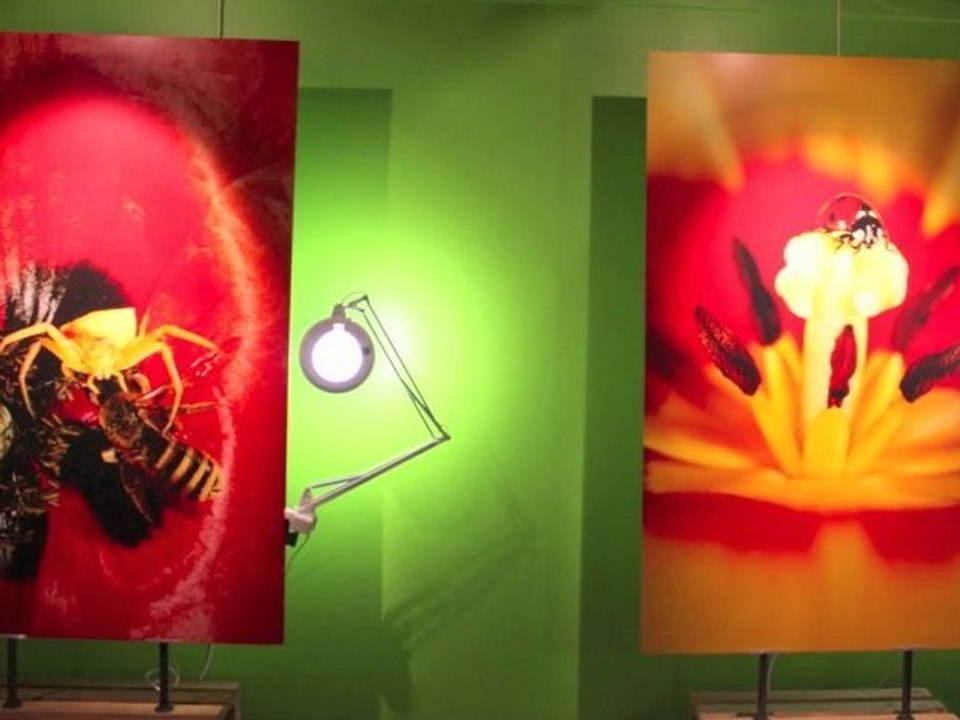 Zoom sur les insectes