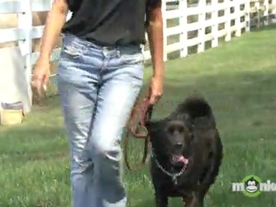 Leashed Dog Walking 101