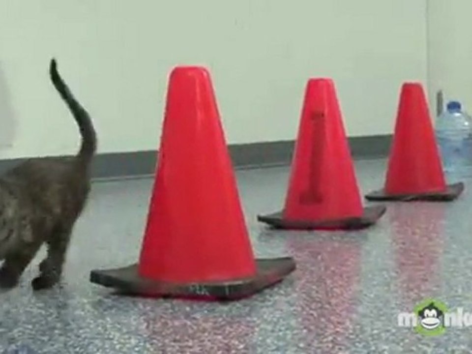 Cat Agility Training