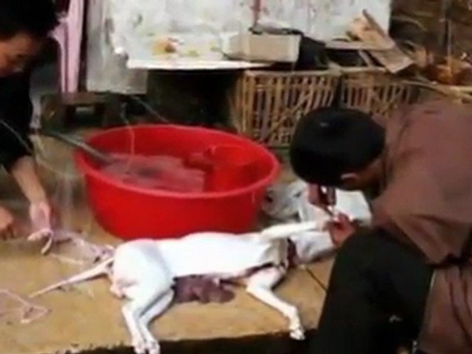 Petition_gg_massentierhaltung_u_tierqu_lerei