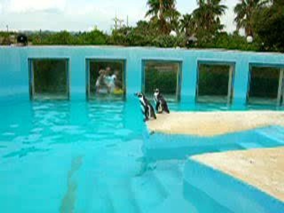 Marineland manchots