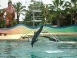 Marineland dauphins