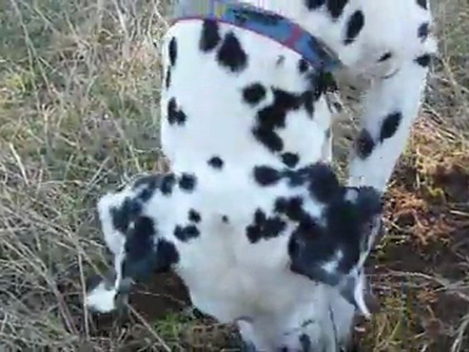 Diva se prend pour un sanglier