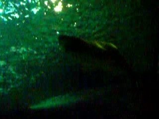 Marineland requins