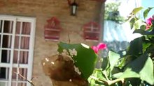 mi cabecita esta en celo ?