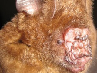 L'animal le plus moche du monde!