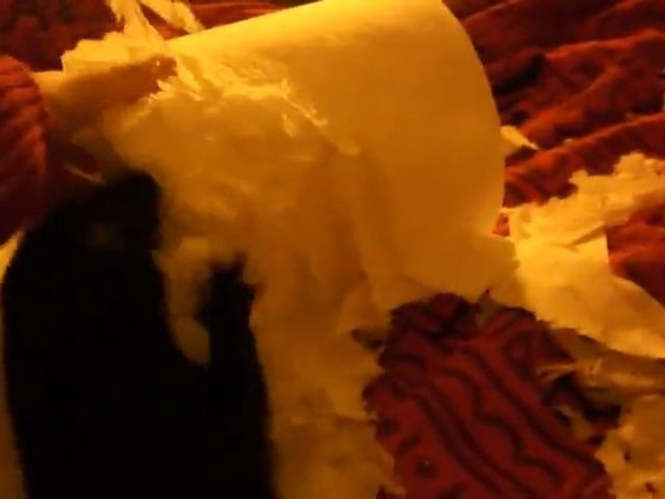 Bretzel mon vison fait des bêtises février 2012 / my pet mink