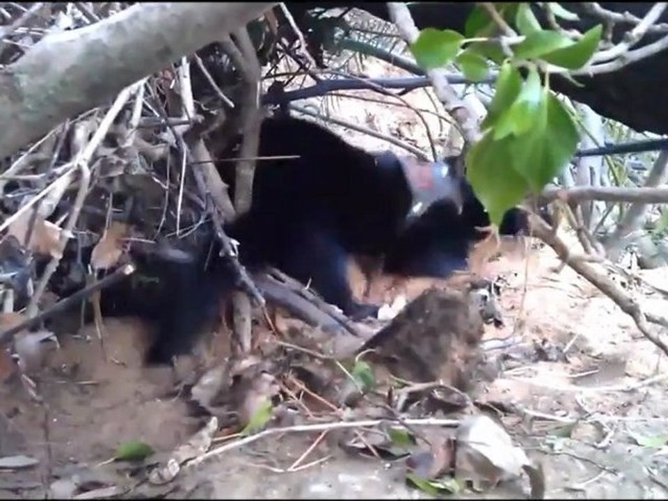 Bretzel mon vison fait un nid dans le sable 26/11/2011 / my mink