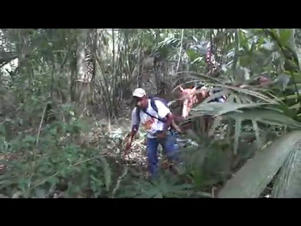 djungla Guatemala