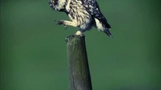 Xiij - Owl 2