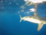 Attaque requin devant St Gilles