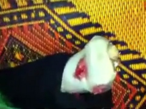 فري برس حلب الشهيد الحر عمر احمد بكريش شهيد الاتارب