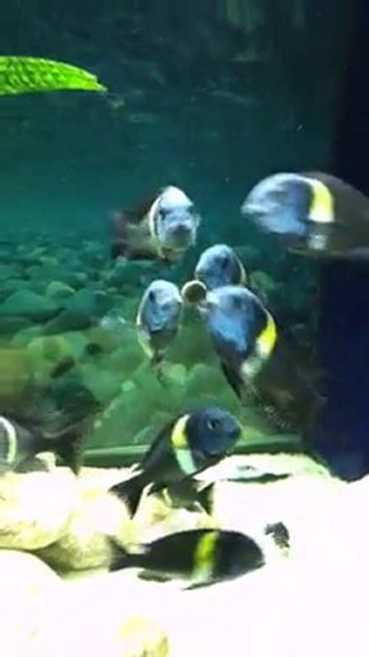 Airfish Duboisi MASWA 2e10d