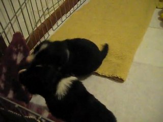 Cuccioli Maya x Obi 18 giorni!!!