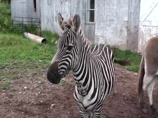 Zebra from Madagascar