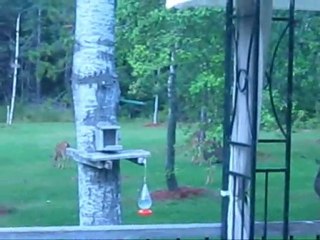 Deer Eating apples in my backyard