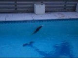 Bretzel mon vison dans la piscine 06/08/2011 / my pet mink in a pool