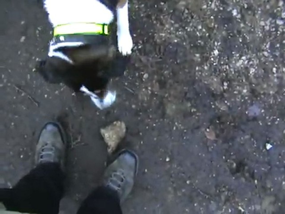 Doggie Kaja barks at a stone. Kaja verbellt einen Stein!