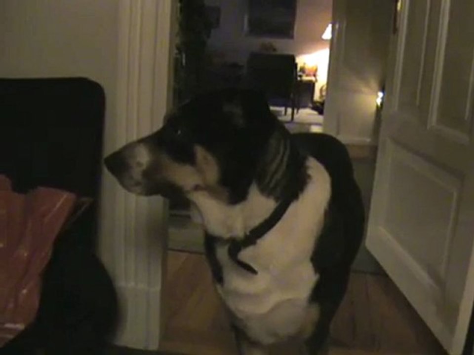 Kaja, our family dog. Unser Familienhund Kaja.