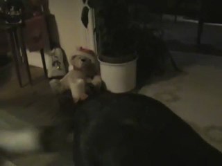 Our Family dog Kaja. Der Familienhund Kaja 02