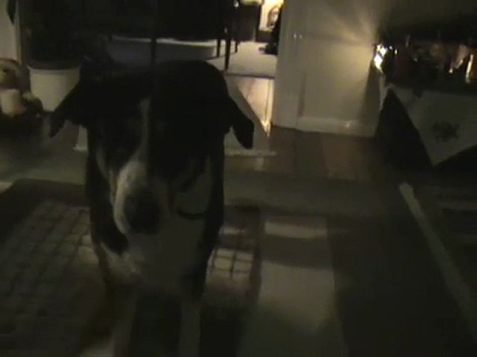 Hund Kaja und der Hundeball