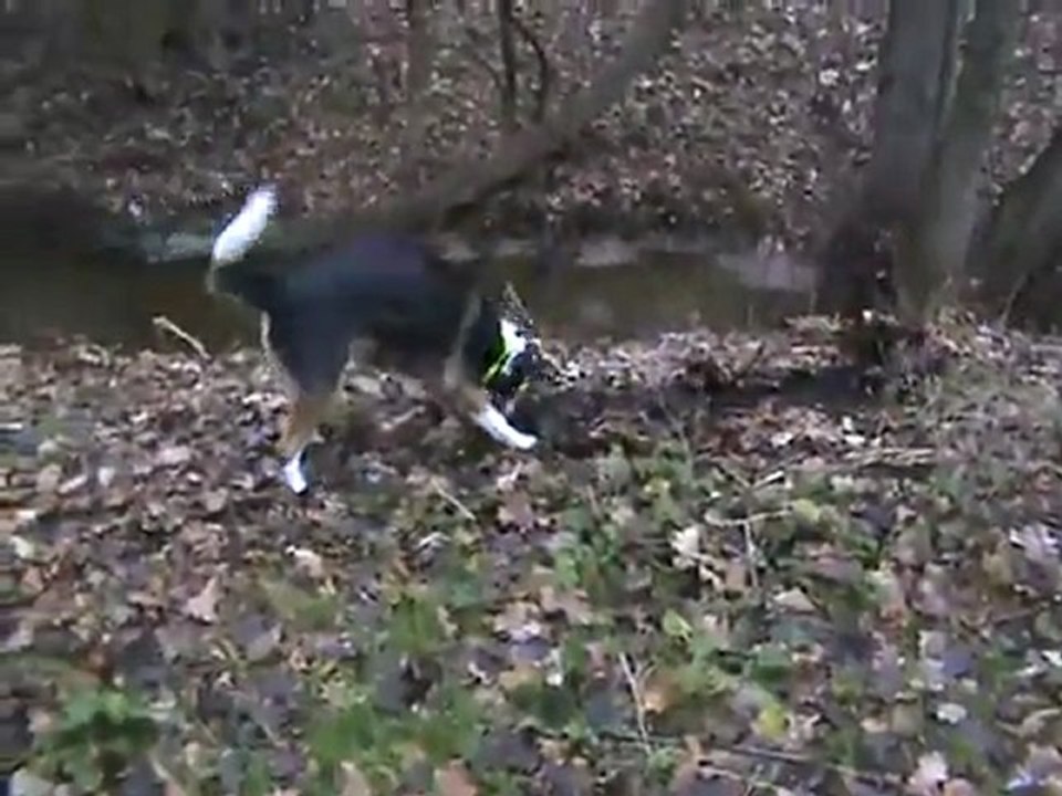 Kaja verbellt Stein am flensburger Lautrupsbach