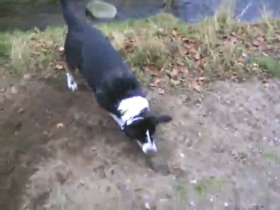 Hund Kaja bekämpft Stein an der Nordstraßenbrücke
