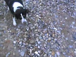 Hund Kaja bekämpft Stein an der Nordstraßenbrücke 02