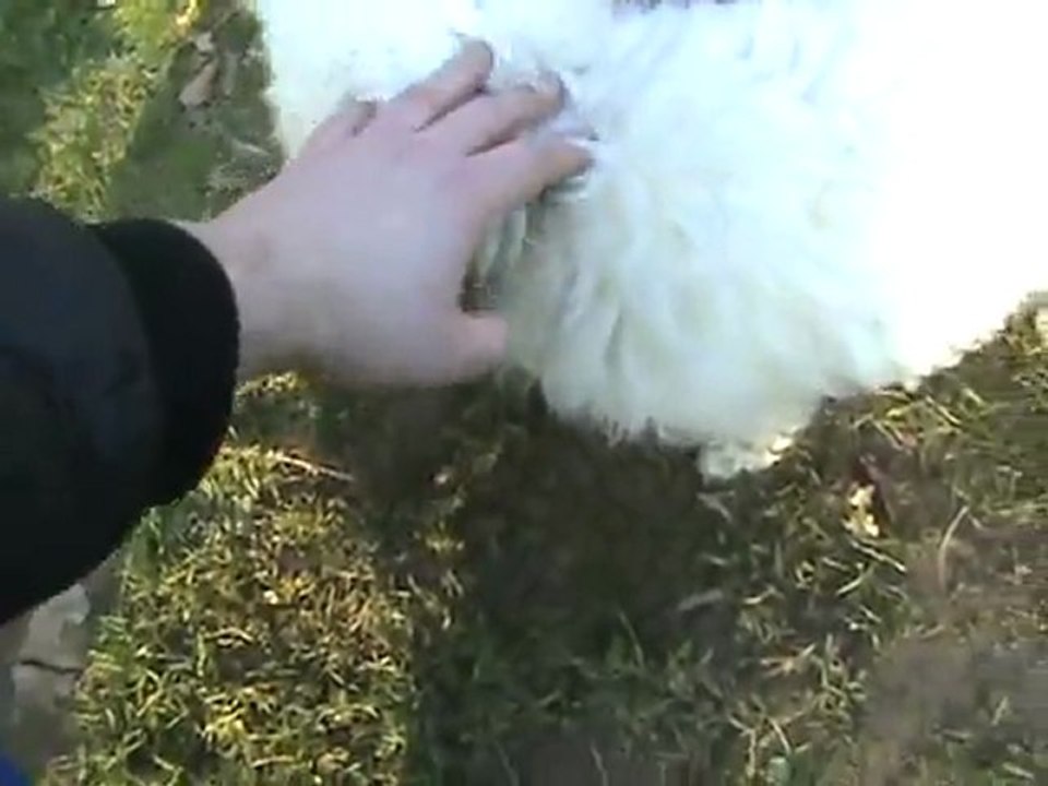 Puscheliger Eisenbahnhund Gracy wird gekrault